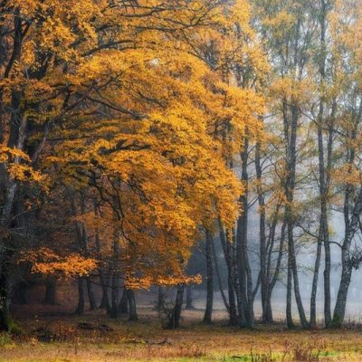 Мастер-класс по масляной живописи «Осенний лес»
