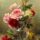 Мастер-класс по масляной живописи «Букет роз»