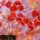 Мастер-класс по масляной живописи «Цветы в технике импасто Анастасии Крайневой»