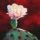 Мастер-класс по масляной живописи «Цветок кактуса»